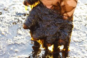 採れたて新鮮生海苔です！