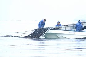 小豆島の海苔漁