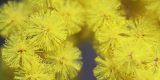 小豆島の黄色い春の気配