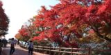 小豆島の紅葉が見ごろです！