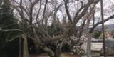 小豆島霊場8番札所・常光寺の桜模様