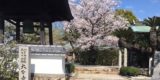 大聖寺の桜の木