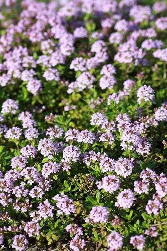 ミツバチとタイムの花 小豆島せとうち感謝館