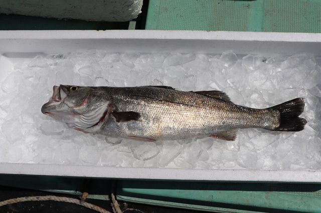 出世魚のスズキ 小豆島せとうち感謝館