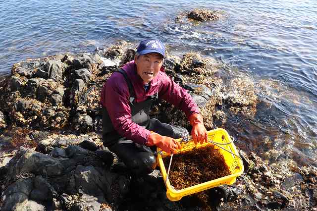 小豆島産の天然ひじき 小豆島せとうち感謝館