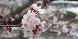 小豆島の桜といえば