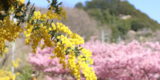ミモザと河津桜が織りなす島の春♪